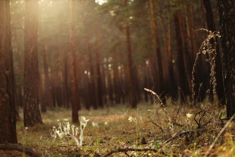 a forest with a bunch of trees and plants