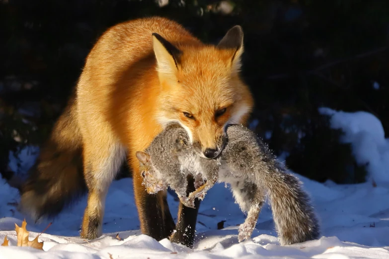 a close up of two small animals on snow