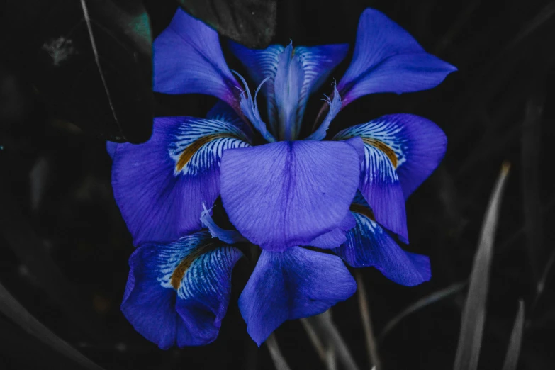 a blue iris is blooming in the grass