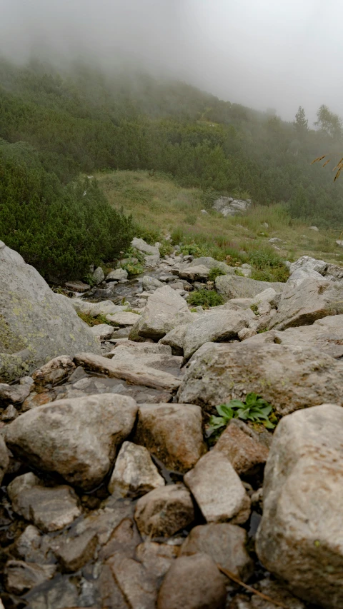 rocks and plants on the rocky ground on a foggy day