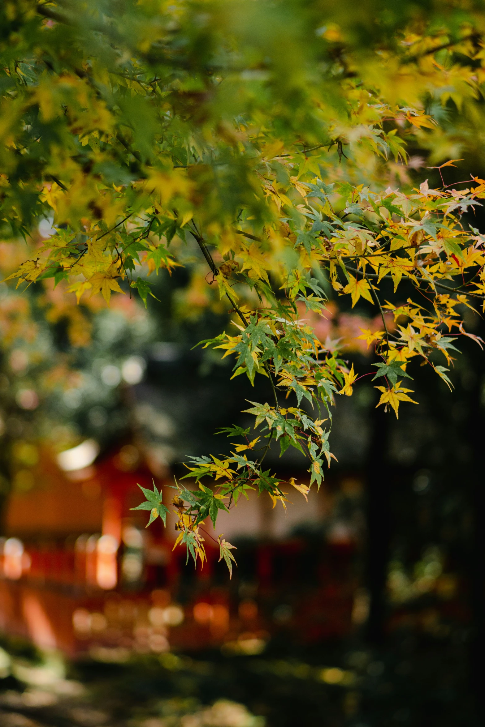 autumn leaves hanging from the nches of trees