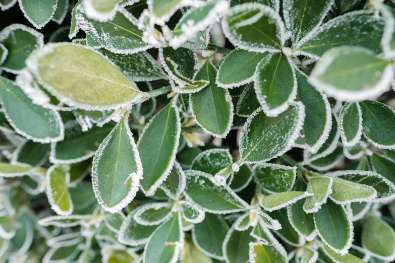 a plant with snow covered leaves and drops of water