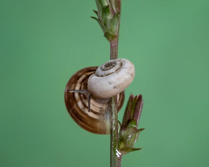 a brown and white snail is sitting on the stem