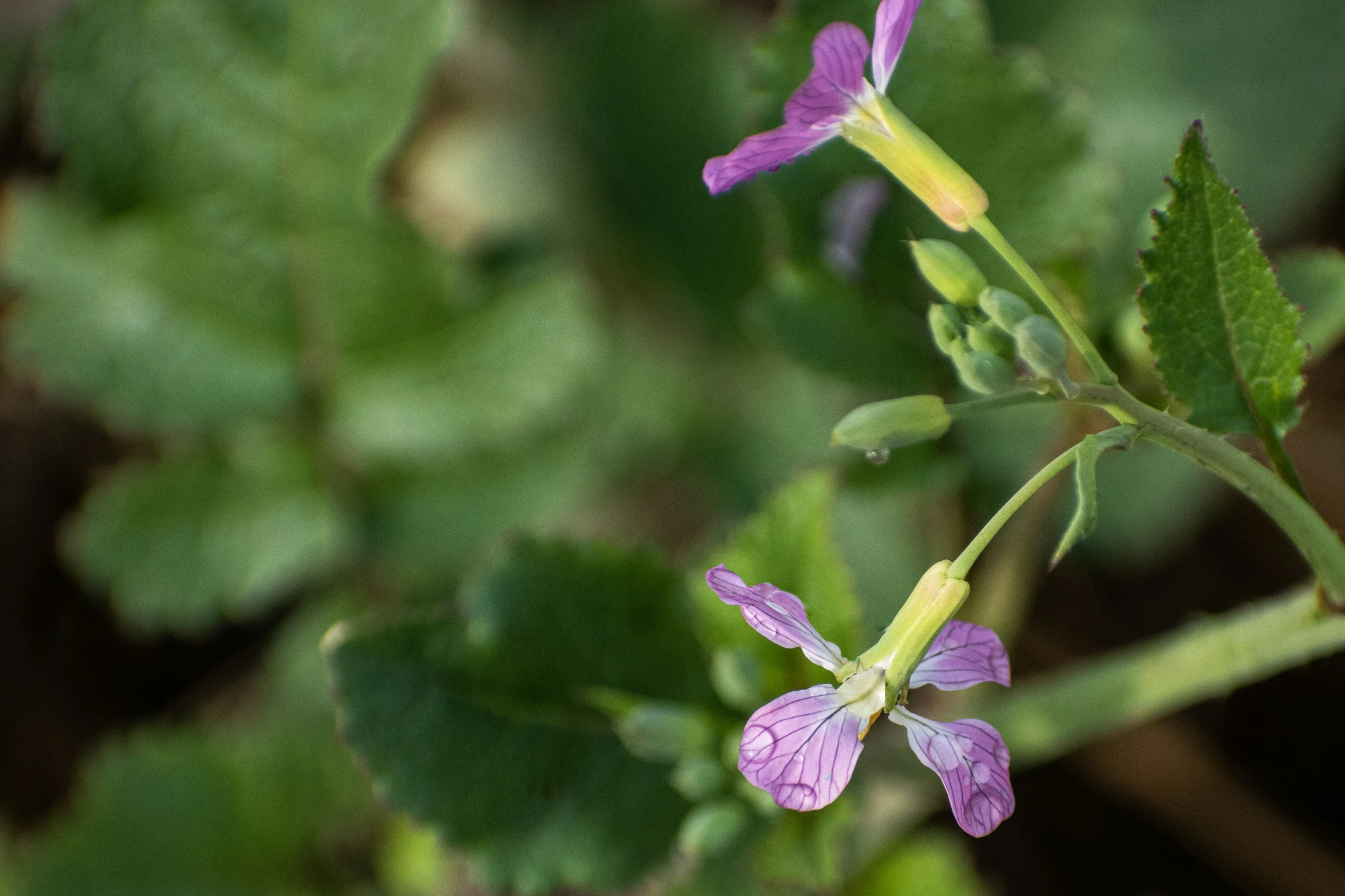 a closeup of a purple flower with tiny flowers in the middle