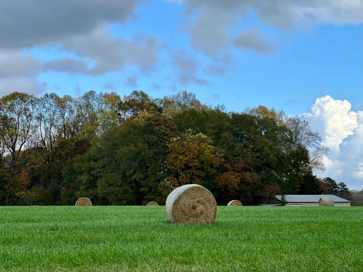 large hay bales sit in a green field