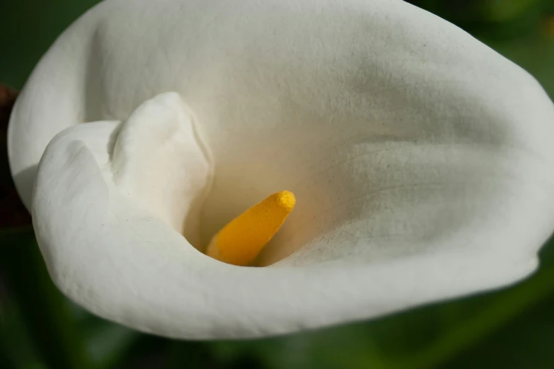 the white flowers are a very well - known type of flower