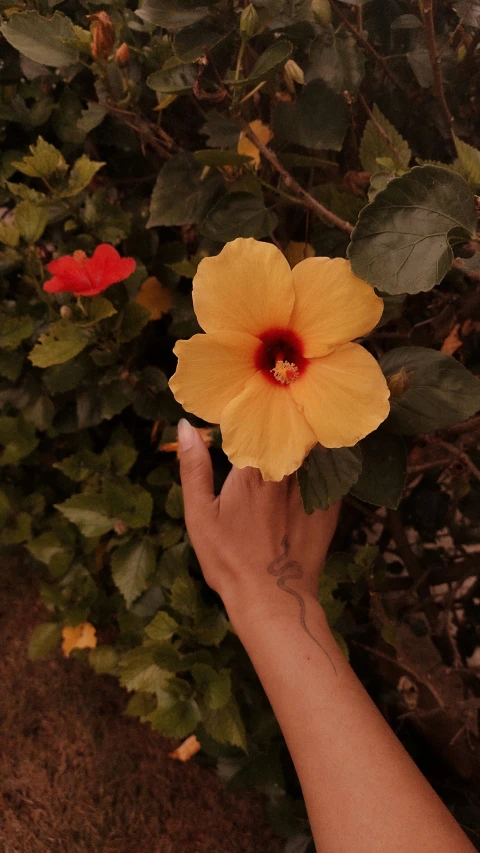 a person holds out their hand with a yellow flower in the air