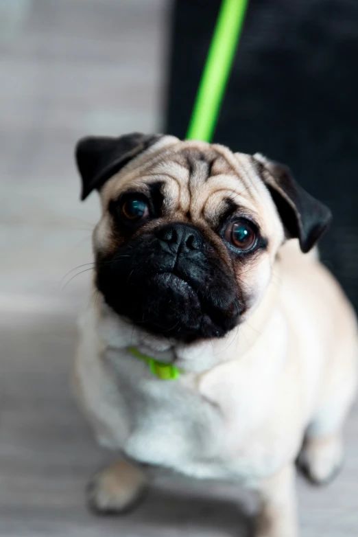 a brown and white puppy on a leash