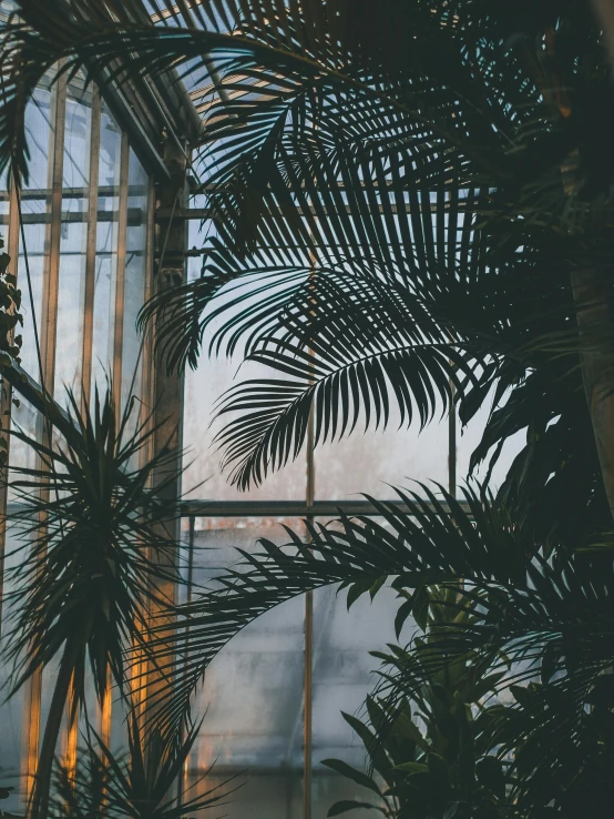 view of a window through palm trees