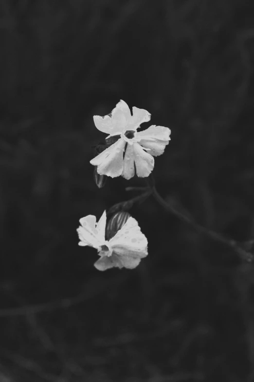 a black and white po with two flowers reflected in water