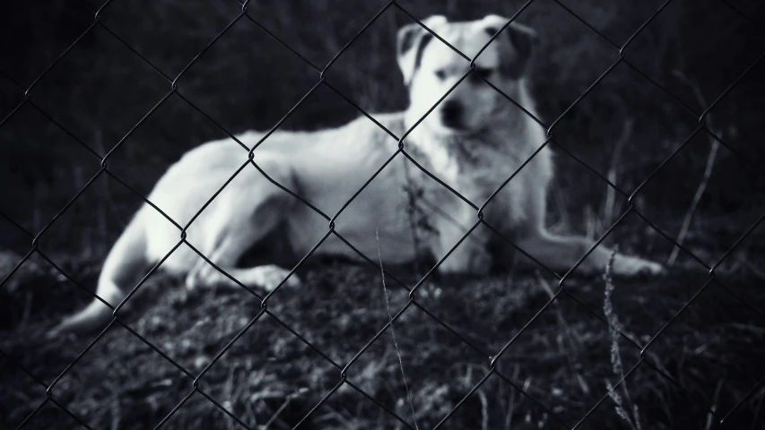 an adorable white dog is sitting behind a fence