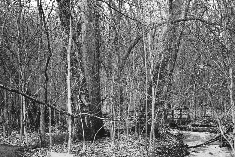 a trail in a woods that is being partially frozen