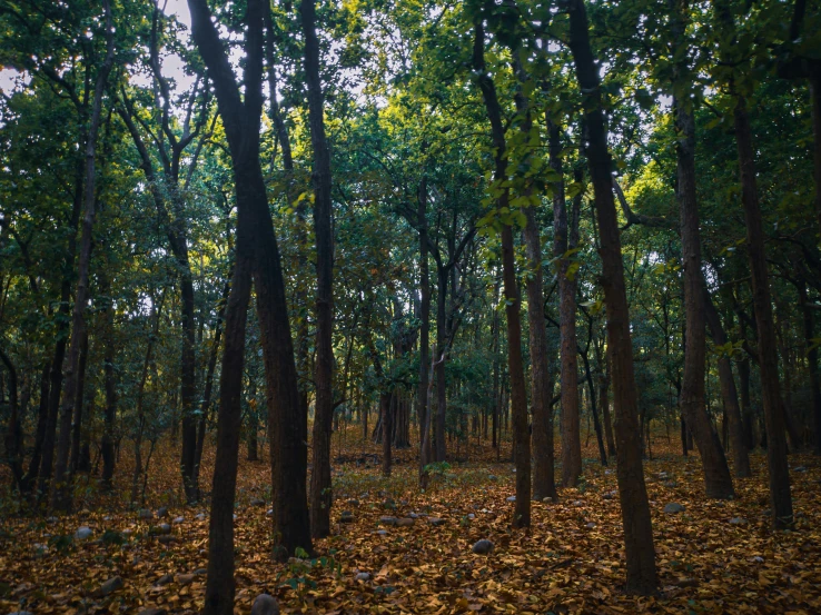 a bunch of trees in a forest filled with yellow leaves