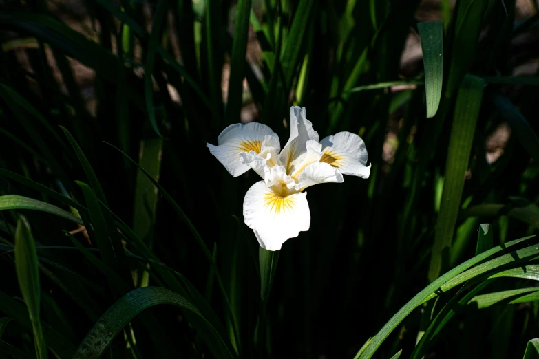 a single white and yellow flower on the side of grass