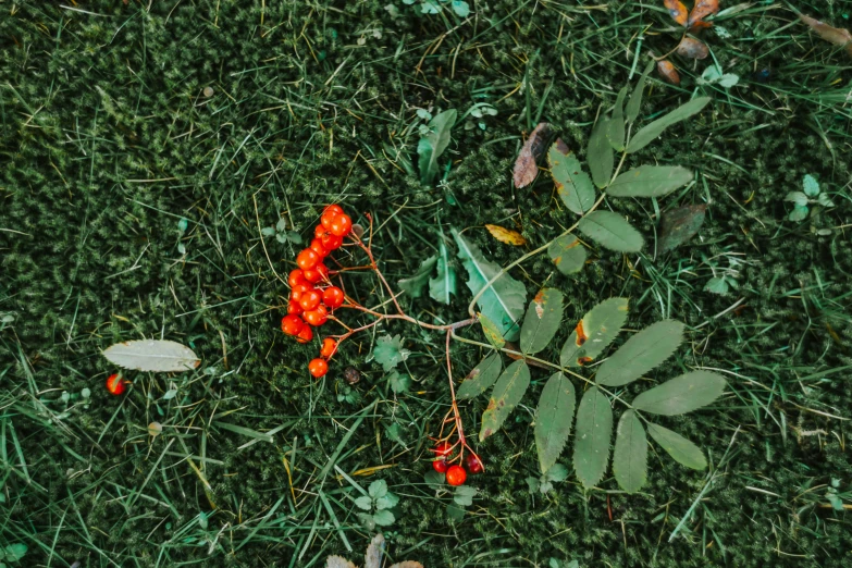 berries and leaves on the grass next to each other