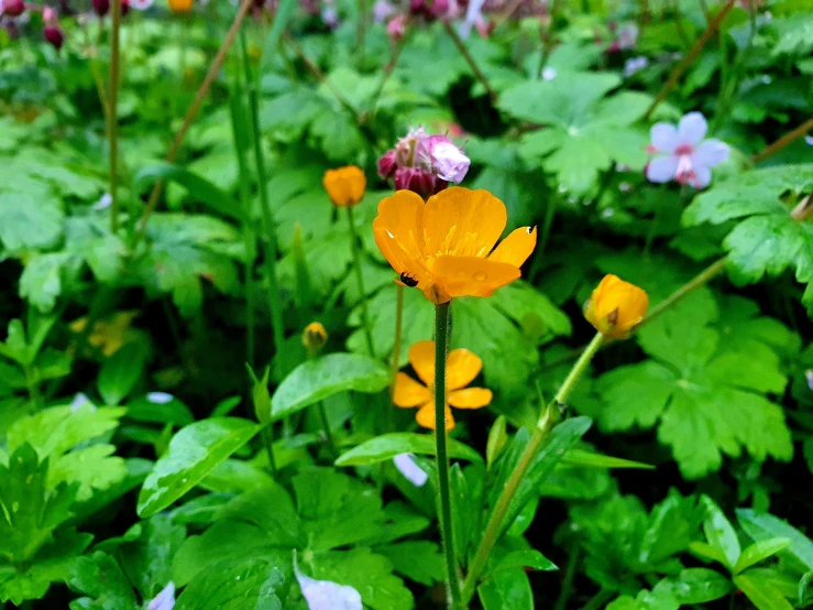 several yellow flowers in a field of green plants