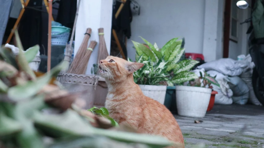 a small cat stands in front of a green plant