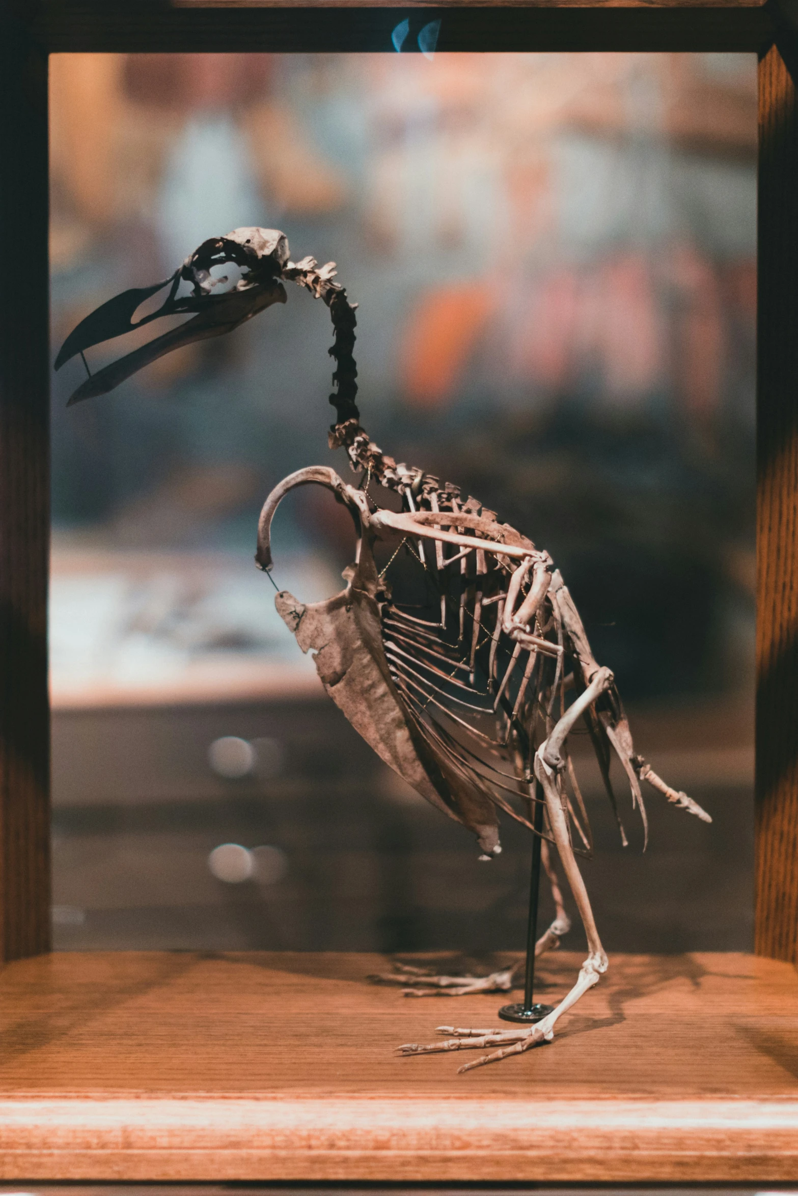 a bird skeleton sitting in a wooden frame