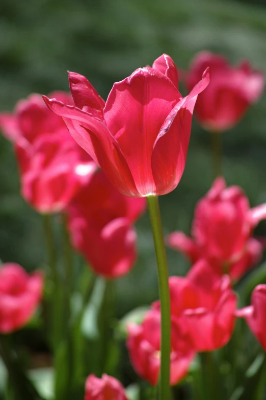 many flowers are blooming in the sun