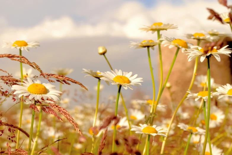 a field of daisies with white and yellow flowers