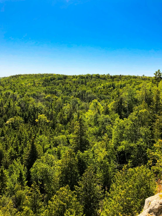 an area filled with lush green forest and trees