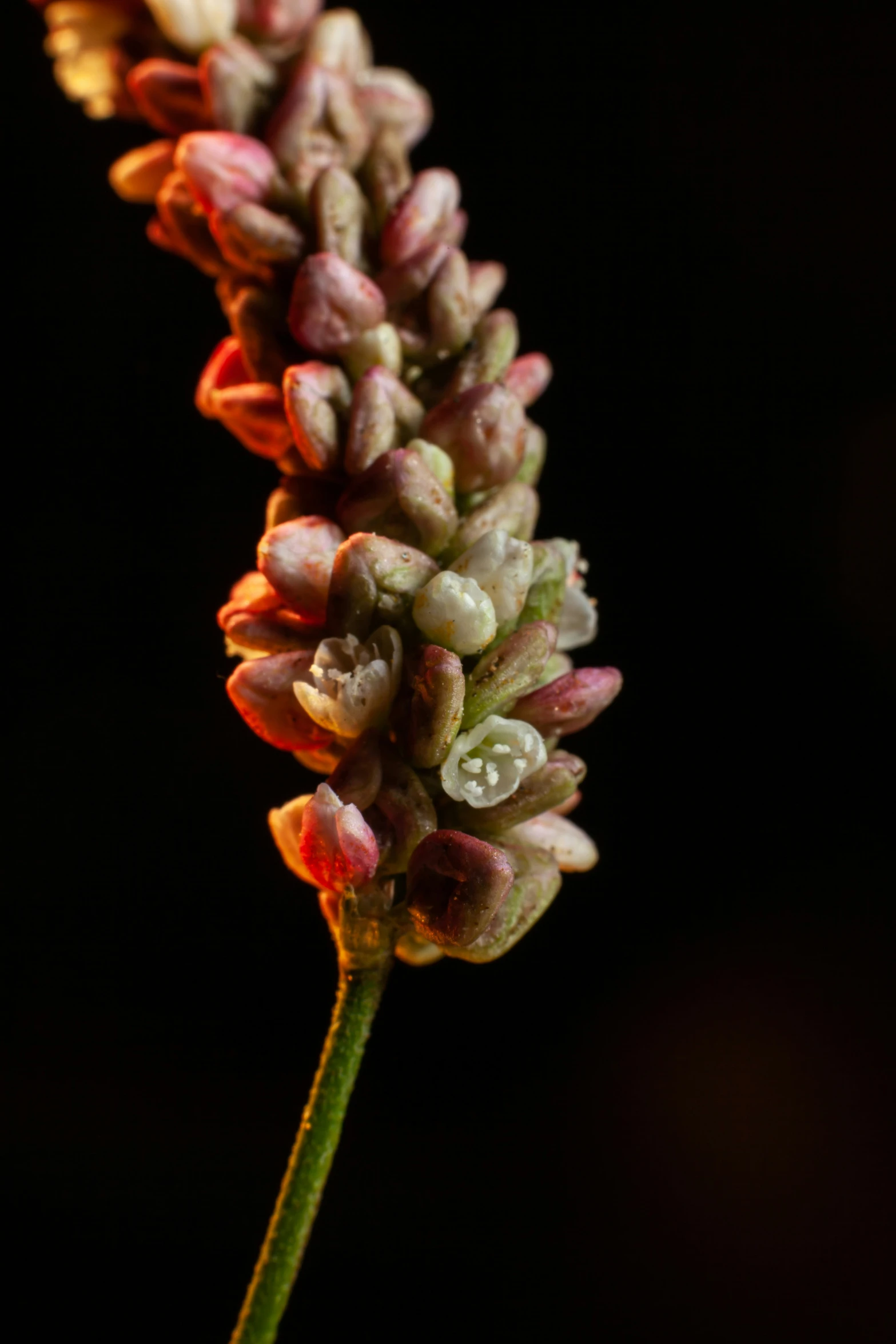 a plant with red flowers on a stem with green stems