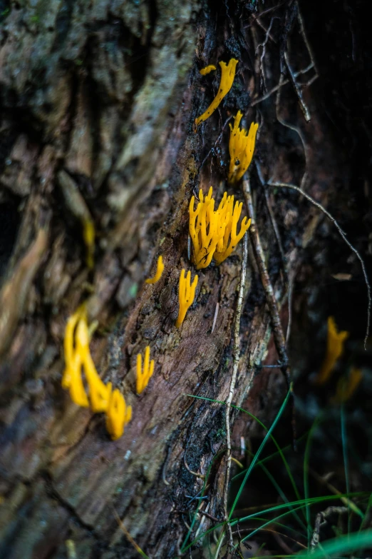 yellow mushrooms on the bark of a tree