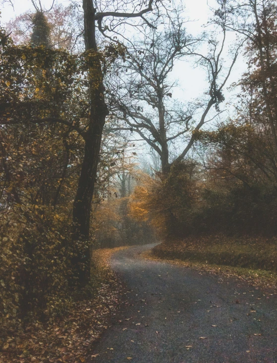 a wooded area with a road surrounded by trees