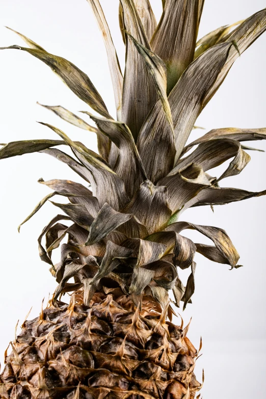 an exotic pineapple is displayed in front of a white background
