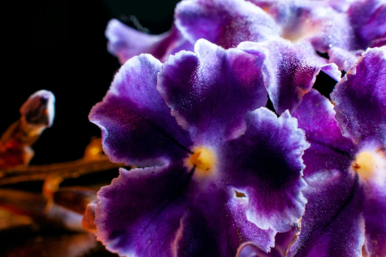 a close up view of a flower with dew