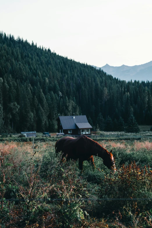 a horse in the middle of a field next to a cabin