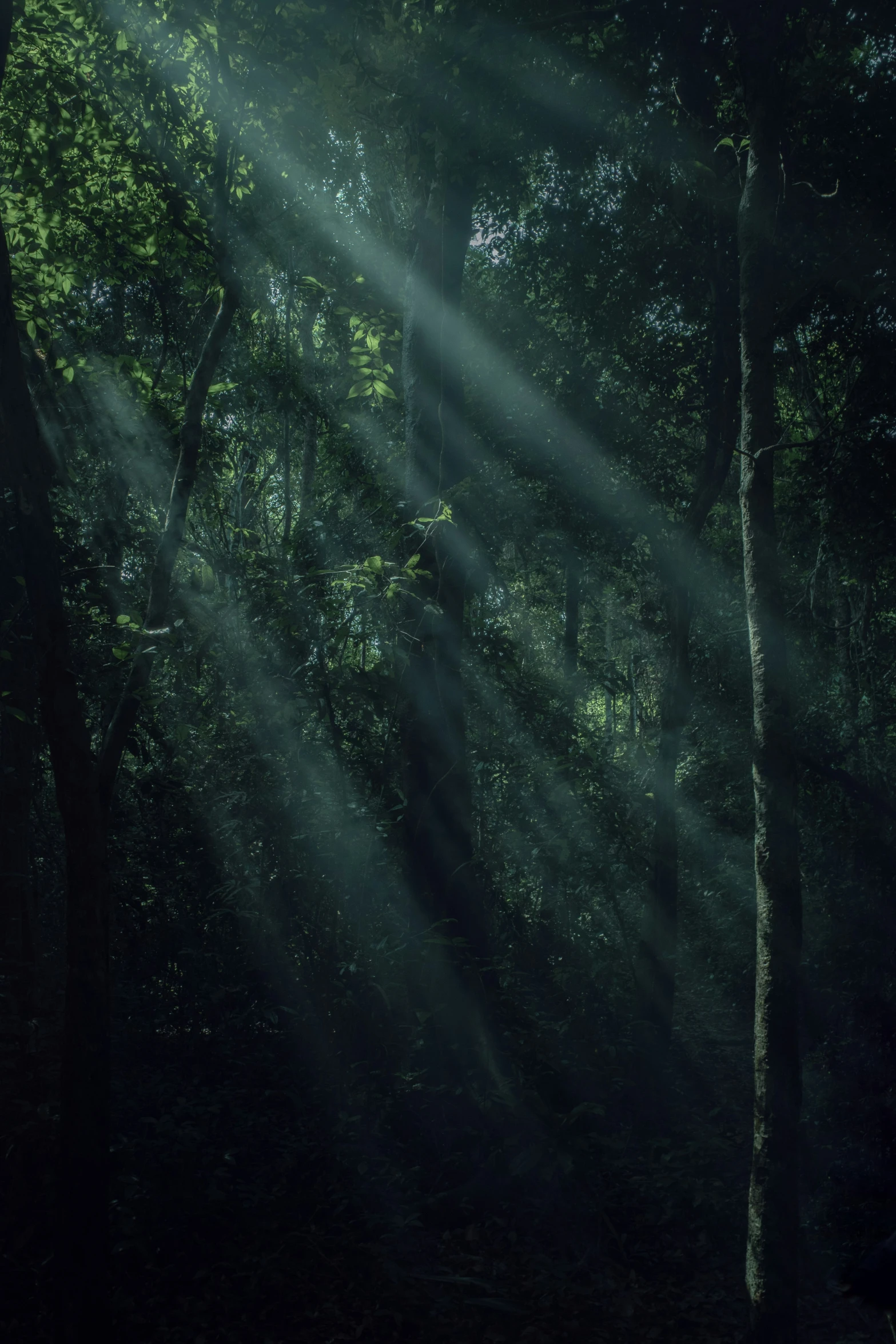 sunrays shine in the forest through the trees