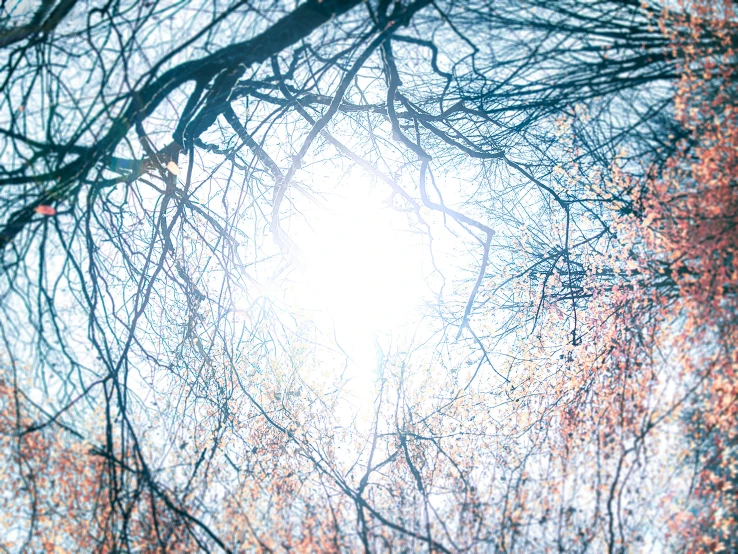 looking up at nches and leaves on trees in the sun