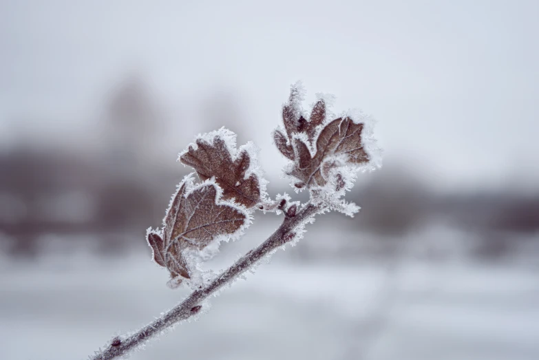 the frosted leaves of a plant in winter