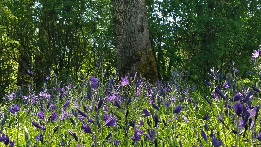 a field full of purple flowers near a tree