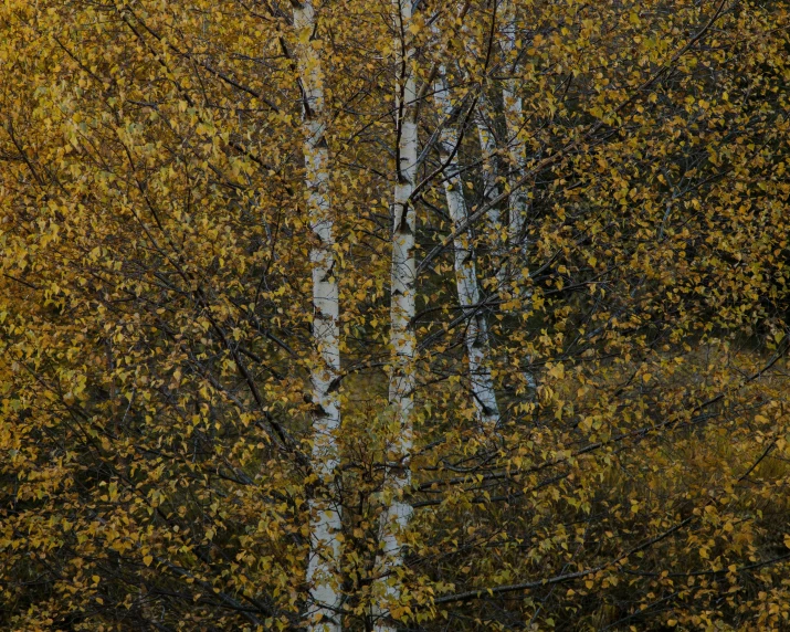 a row of tall trees with white trunks