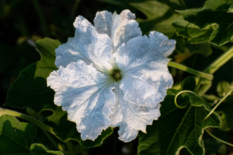 a close up s of a white flower in bloom