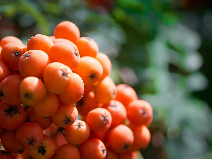 there is a lot of orange fruits hanging from the tree