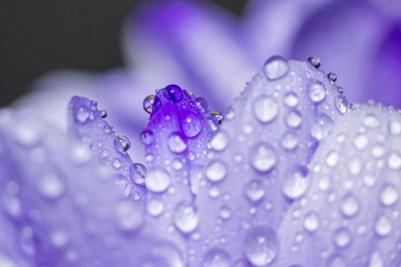 water drops are floating on the inside of a purple flower