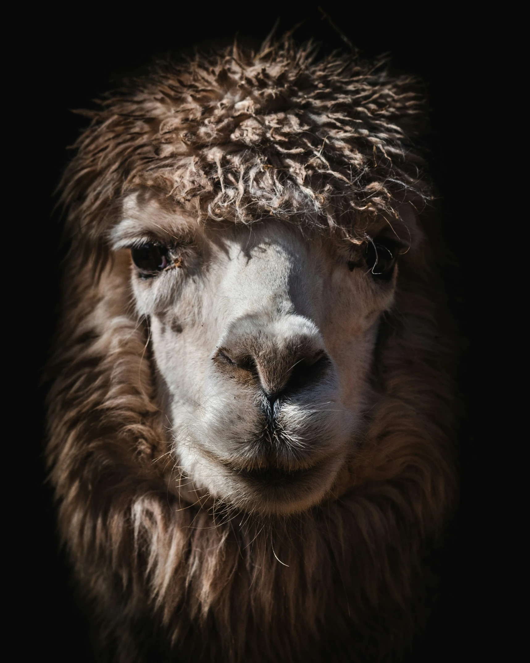 closeup of an llama with a face filled with hair