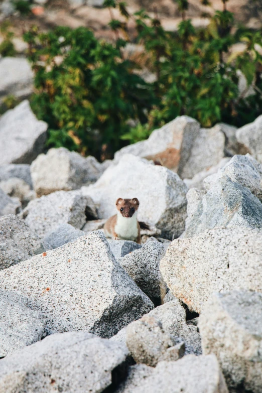 a small animal standing between a bunch of rocks