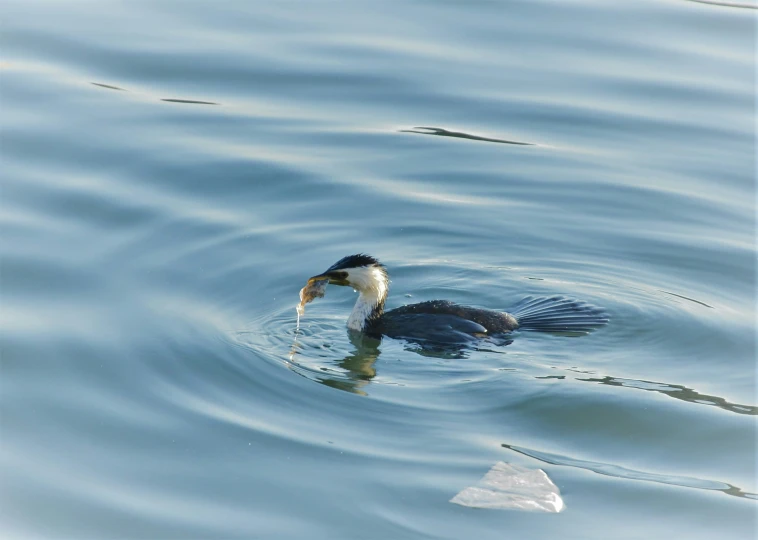 the bird is swimming on a lake with its mouth in the air