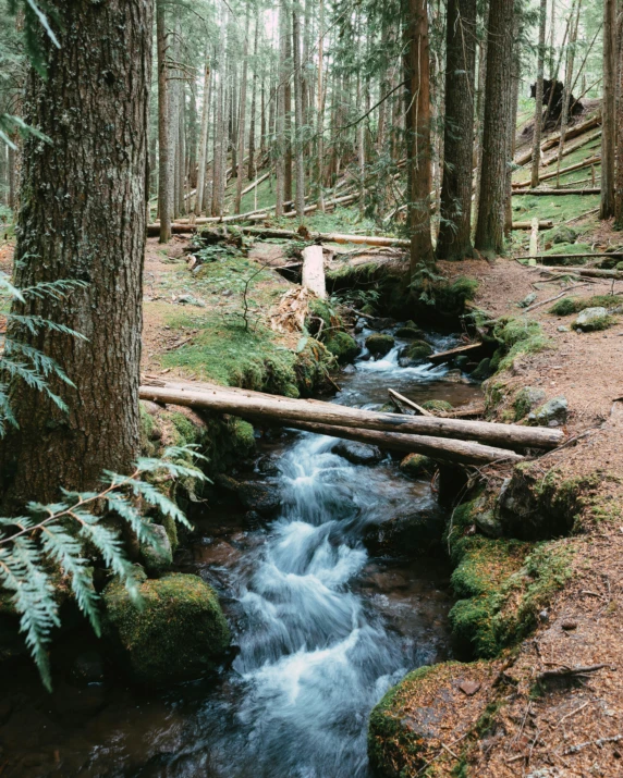 a stream in the forest near trees