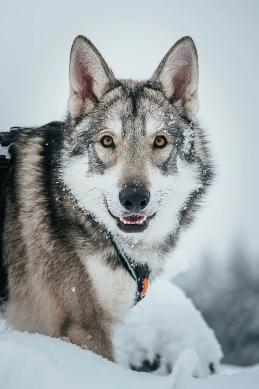 a grey and black husky dog is standing in the snow