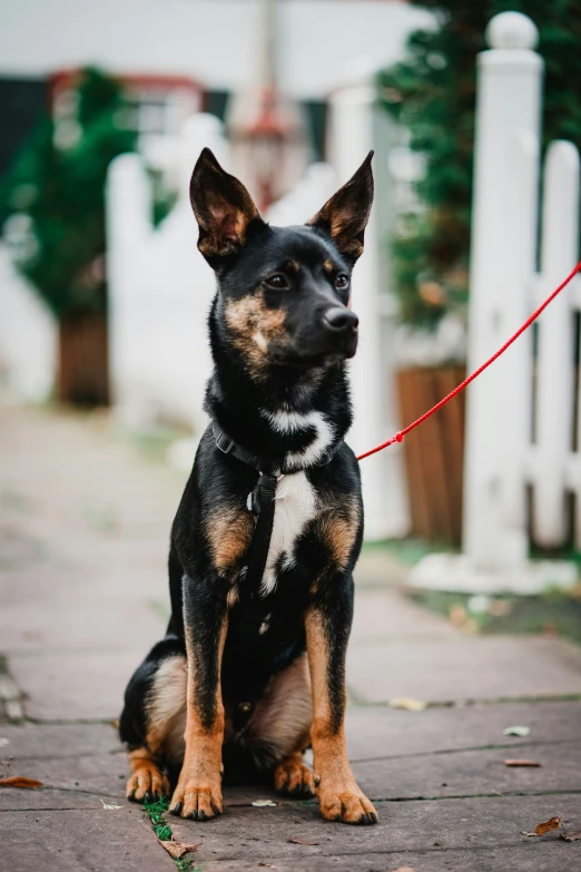 a dog that is sitting down with a leash