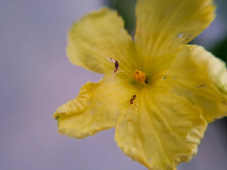 a yellow flower has very little leaves