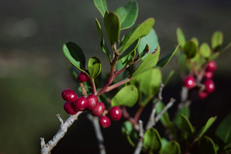 berries on a tree nch in the sunlight