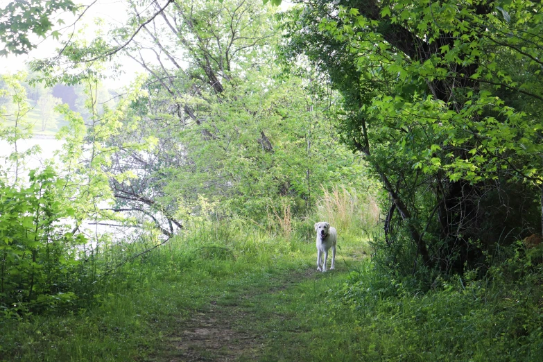 a dog standing on a path in the forest