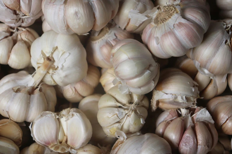 closeup of garlic bulbs and the bulbs are uncooked