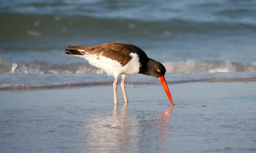 a bird is eating some kind of food on the beach